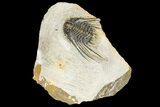 Bargain, Spiny Leonaspis Trilobite - Morocco #134122-1
